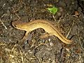 Smooth newt