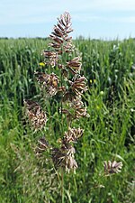 Thumbnail for File:Dactylis glomerata kz06.jpg