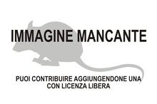 Immagine di Calassomys apicalis mancante