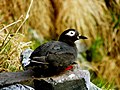 Spectacled guillemot