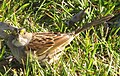 White Throated Sparrow