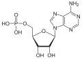 Adenosinmonofosfát