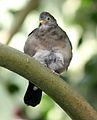 Croaking Ground Dove