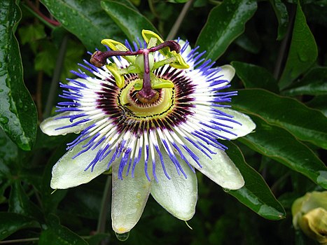 Христов венац (лат. Passifloraceae Passiflora), егзотични цвет који припада врежама; најчешће расте у пределима Аргентине, Бразила и источне Америке