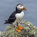 on Skomer