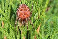 Araneus diadematus