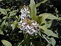 Abelia triflora