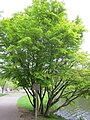 wikimedia_commons=File:Acer palmatum tree.jpg