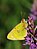 Hochmoorgelbling Colias palaeno