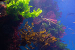 Thumbnail for File:Assorted-macroalgae-with-tubesnout-Aquarium-of-the-Pacific.png