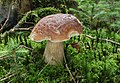 Boletus edulis