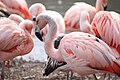 Chilean Flamingo