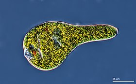 Euglena sp. realizando metabolia.