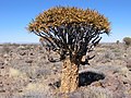 Αλόη η διχοτόμος Aloe dichotoma.