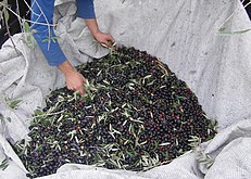 Olive harvest