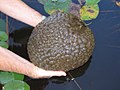 Zoarium Pectinatellae magnificae, bryozoi phylactolaemati, ex aqua extractum