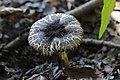 Pluteus podospileus