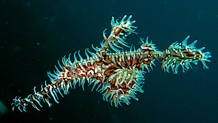 S. paradoxus en Lembeh, Indonesia