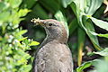 * Nomination Blackbird female --Romate 18:16, 9 August 2010 (UTC) * Decline Valuable shot. If only the grubs were sharper... --Quartl 07:19, 12 August 2010 (UTC)