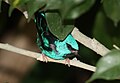 Blue Dacnis