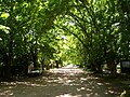 Calle Pellegrini, City Bell (Argentina).