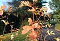 Leaves in autumn colour