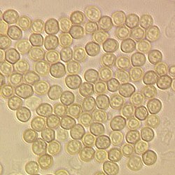 Conidiën van Trichoderma aggressivum f. europaeum