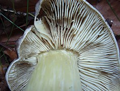 Photographie en vue rapprochée de la face inférieure du chapeau montrant les lames blanches, épaisses et échancrées et lepied blanc nettement jaunissant