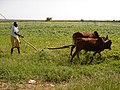 Farmer near Gabiley