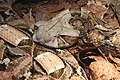 Bitis gabonica