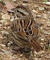 Song Sparrow