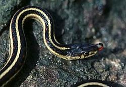 Thamnophis sirtalis parietalis