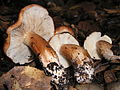 Tricholoma dryophilum