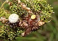 Araneus quadratus