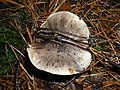 Tricholoma portentosum