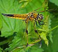 Picellwr pedwar nod - Libellula quadrimaculata