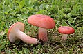 Russula sanguinaria