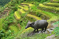 Un carabao dans les rizières en terrasses de Batad.