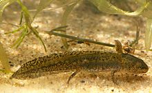 Side view of larva with fore- and hindlegs