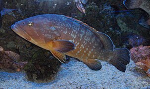 Epinephelus marginatus