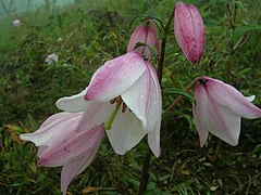 Prisé des botanistes, le lilas de Siroi est endémique aux montagnes du nord-est de l'État.