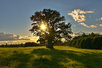 Quercus robur (English Oak)