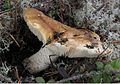 Tricholoma apium