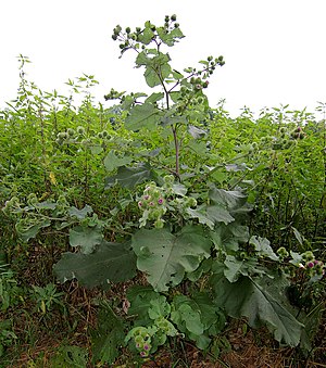 Grat Bor (Arctium lappa)