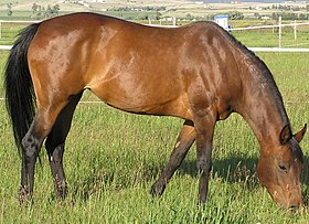 Jument baie 3/4 arabe, enregistrée comme demi-sang arabe (Half-arabian) aux États-Unis