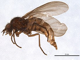 Bolbomyia wuorentausi