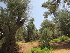 بستان زيتون