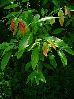 Folhagem de Cinnamomum verum.