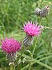 Cirsium muticum