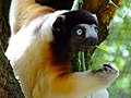 Sifaka kichwa-cheusi